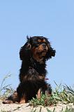 CAVALIER KING CHARLES 083